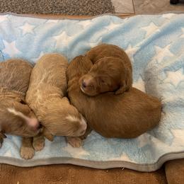 Maple Boy3 - Apricot male Goldendoodle puppy in Sugarcreek, Ohio from True Hearted Doodles