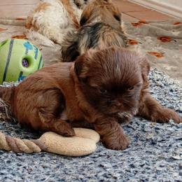 Missy 1 - Chocolate female Shih Tzu puppy in Grand Prairie, Texas from R&R Shih-Tzus & Stud Services