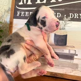 Yukon - Harlequin male Great Dane puppy in Carencro, Louisiana from Halsey Danes