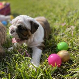Bulldog Puppies from Semper Fi Bulldogs