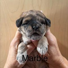 Marble - Merle male Whoodle puppy in Pima, Arizona from Schmidt's K9s