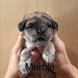 Marble - Merle male Whoodle puppy in Pima, Arizona from Schmidt's K9s