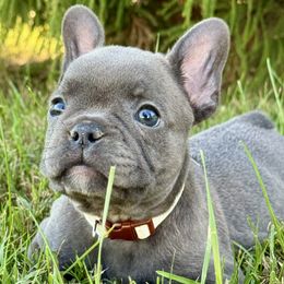 Scottie - Blue male French Bulldog puppy in Salisbury, Maryland from 77 Frenchies Maryland