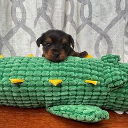 Lime - Black and gold male Yorkshire Terrier puppy in Tamarac, Florida from Yorkiefamily7