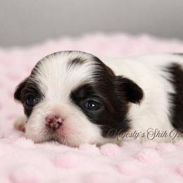 Majesty's Shih Tzu Gia - Liver and white female Shih Tzu puppy in Douglas, Massachusetts from Majesty’s Shih Tzus