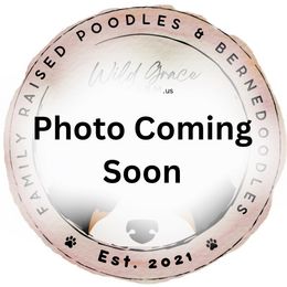 Solid Apricot Tuxedo  Girl - Apricot female Poodle puppy in Hickory, North Carolina from Wild Grace Farm Pups