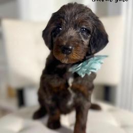Silver girl - Merle female Goldendoodle puppy in Valdese, North Carolina from Doodling All Day Goldendoodles