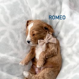 Romeo - Cream male Goldendoodle puppy in Farmington, Utah from Happy Day Doodles