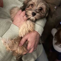 Girl 2 - Fawn sable Havanese puppy in Long Lane, Missouri from Dousinbury Creek K-9s