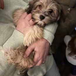 Girl 2 - Fawn sable Havanese puppy in Long Lane, Missouri from Dousinbury Creek K-9s
