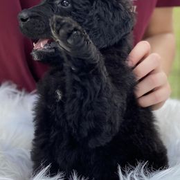 Goldendoodles from Tally GoldenDoodles, LLC