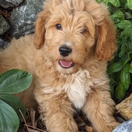 Bernedoodles and Goldendoodles from Quartz Mountain Doodles