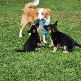German Shepherd Puppies from Evergreen Acres
