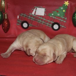 Girl 4 - Yellow female Labrador Retriever puppy in Four Oaks, North Carolina from TLC Retrievers
