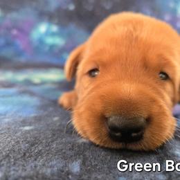 Green Boy - Yellow male Labrador Retriever puppy in Potosi, Wisconsin from Point and Flush Gun Dogs