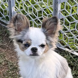 Peach - Chihuahua