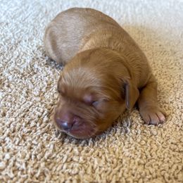 River - Golden male Golden Retriever puppy in Wellington, Colorado from High Country Golden Retrievers