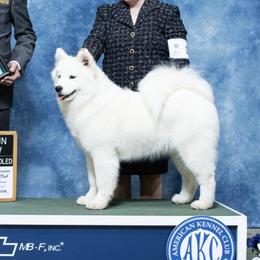 Juniper - Samoyed