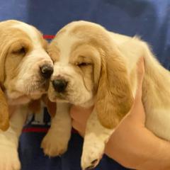 Basset Hounds from Maple Farm Bassets
