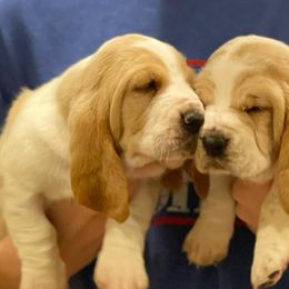 Basset Hounds from Maple Farm Bassets