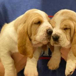 Basset Hounds from Maple Farm Bassets
