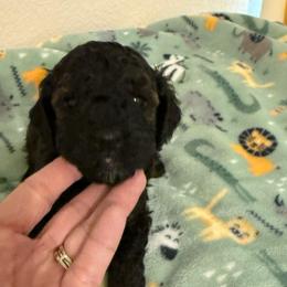 Dean - Sable male Poodle puppy in Azle, Texas from Texas Kissed K9s