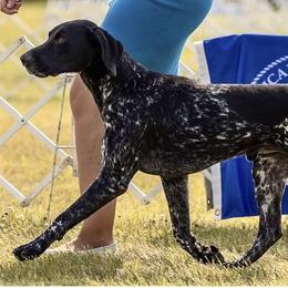 German Shorthaired Pointers from Buck GSP