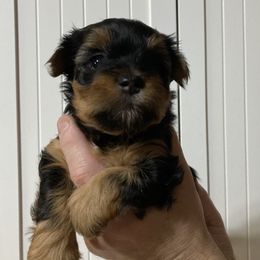 Assorted Doodle Crosses, Double Doodle, Maltipoo, Morkie, and Yorkipoo Puppies from Danza Bolo