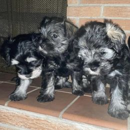 Miniature Schnauzers from Liliana's Mini Schnauzers