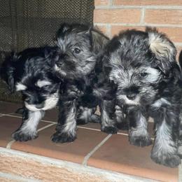 Miniature Schnauzers from Liliana's Mini Schnauzers