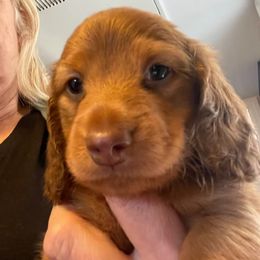 Hudson - Chocolate and cream male Dachshund puppy in Corona, California from ChezBeale
