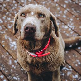 Dilute Retrievers from Roaming Lab Farms