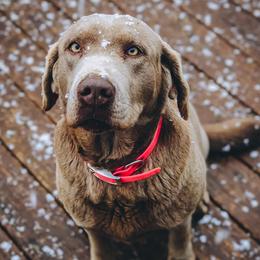 Dilute Retrievers from Roaming Lab Farms