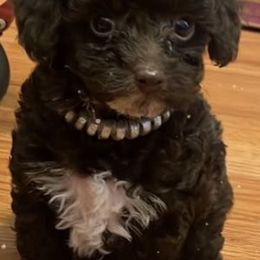 Poodles from Rainbow Creek Toy Poodle and Doodles