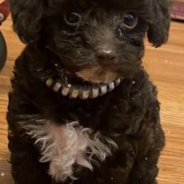 Poodles from Rainbow Creek Toy Poodle and Doodles
