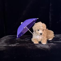 Lily - Apricot female Maltipoo puppy in Greenfield, Iowa from Sugar Plum Puppies