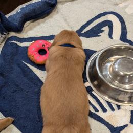 Golden Retriever Puppies from 10 Piece Golden Nugget Retrievers