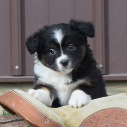 Miniature Australian Shepherds from Sunny Hill Mini Aussies