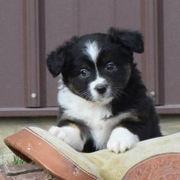 Miniature Australian Shepherds from Sunny Hill Mini Aussies