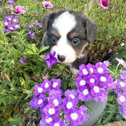 Jane - Blue tri female Toy Australian Shepherd puppy in Puryear, Tennessee from A&W Toy Aussies