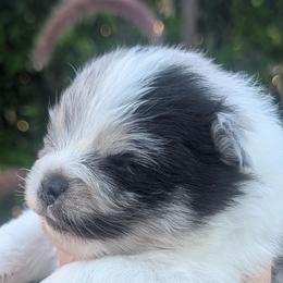 Silver - Blue merle female Pomeranian puppy in Sacramento, California from MirVit Happy Tails Puppies