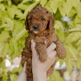 Rosemary - Red  female Goldendoodle puppy in Patterson, California from Dooling Doodles