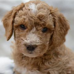 Aussiedoodles, Cavalier King Charles Spaniels, and Cavapoos from Carolina Doodles & Co.