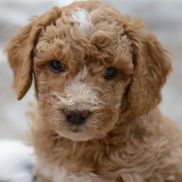 Aussiedoodles, Cavalier King Charles Spaniels, and Cavapoos from Carolina Doodles & Co.