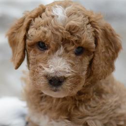 Aussiedoodles, Cavalier King Charles Spaniels, and Cavapoos from Carolina Doodles & Co.