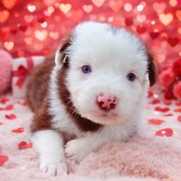 Pompompurin-1400 - Red tri-color male Australian Shepherd puppy in Star City, Arkansas from Blush & Lace Aussie Co.