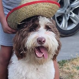 Aussiedoodles from Heather Yang's Aussiedoodles