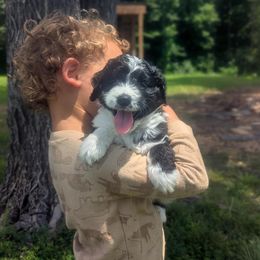 Ash - Black male Goldendoodle puppy in Centerville, Tennessee from Cecily's Goldendoodles of TN