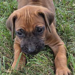 Cali - Rd whtn blk nose female Rhodesian Ridgeback puppy in Gaffney, South Carolina from Circle D Farms