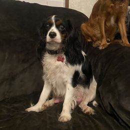 Freya - Cavalier King Charles Spaniel